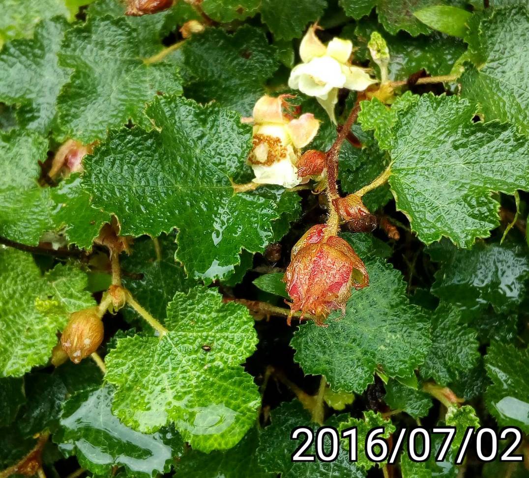 玉山懸鉤子, Rubus hayata-koidzumii, Rubus calycinoides, Rubus pentalobusCreeping Bramble, Creeping Raspberry, Creeping Rubus, Crinkle-leaf Creeper